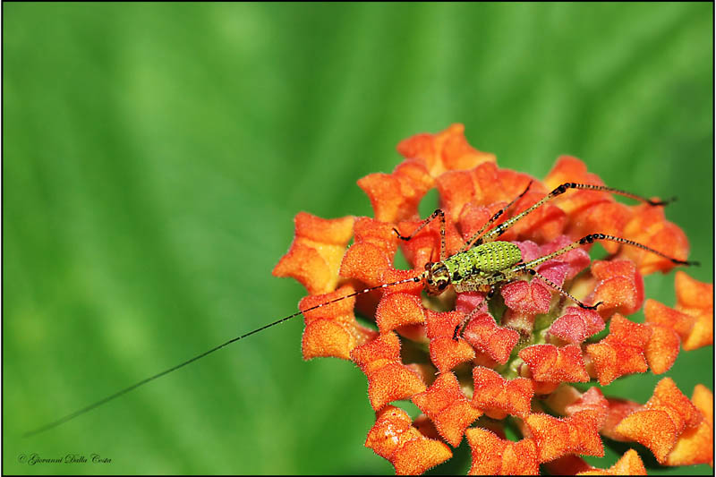 Phaneroptera sp. (neanide)